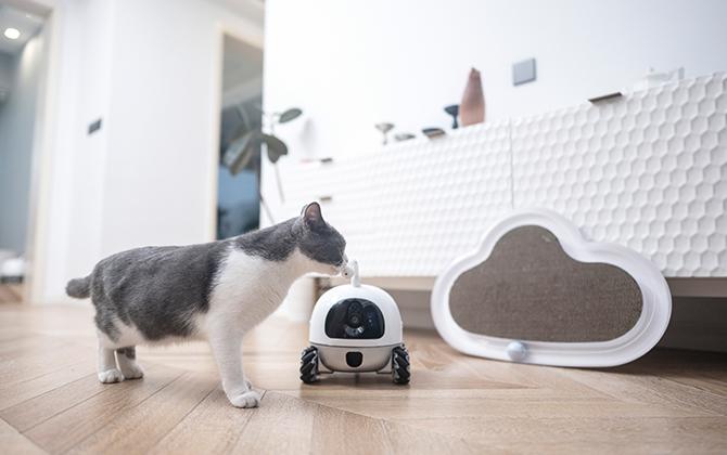 Робот Rocki — компаньон для домашних животных