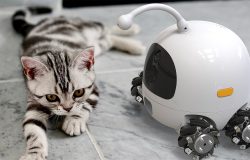 Мойщик окон, сиделка, охранник: лучшие роботы для дома