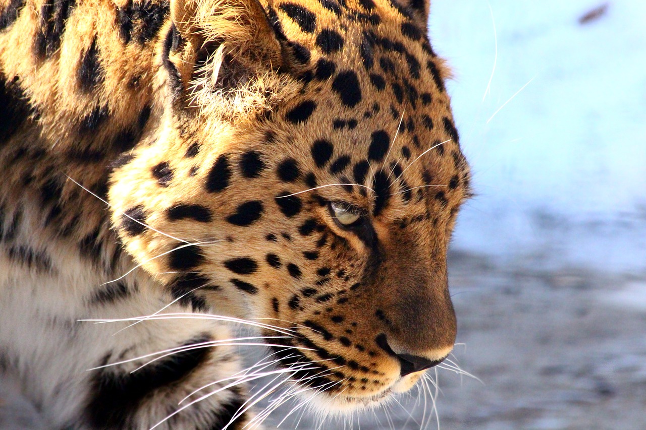 Нейросеть из Индии поможет в учете дальневосточных леопардов