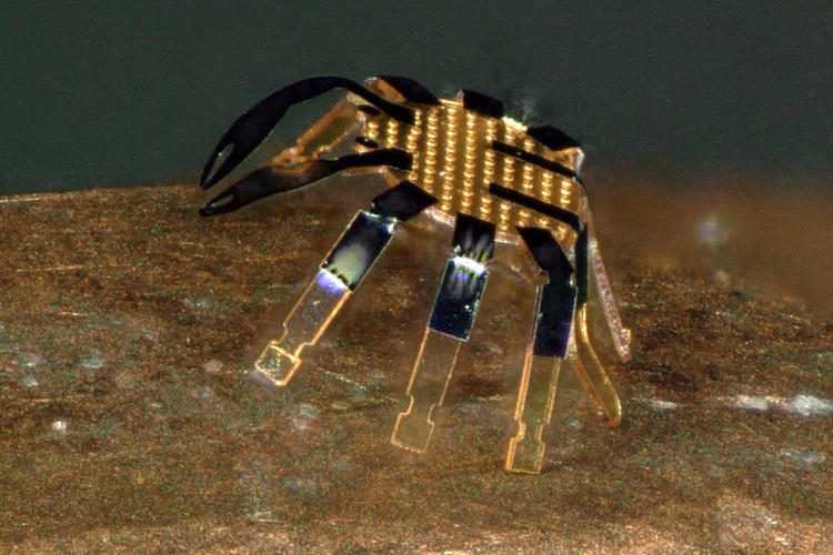 Ловите «краба» — самого маленького в мире шагающего робота