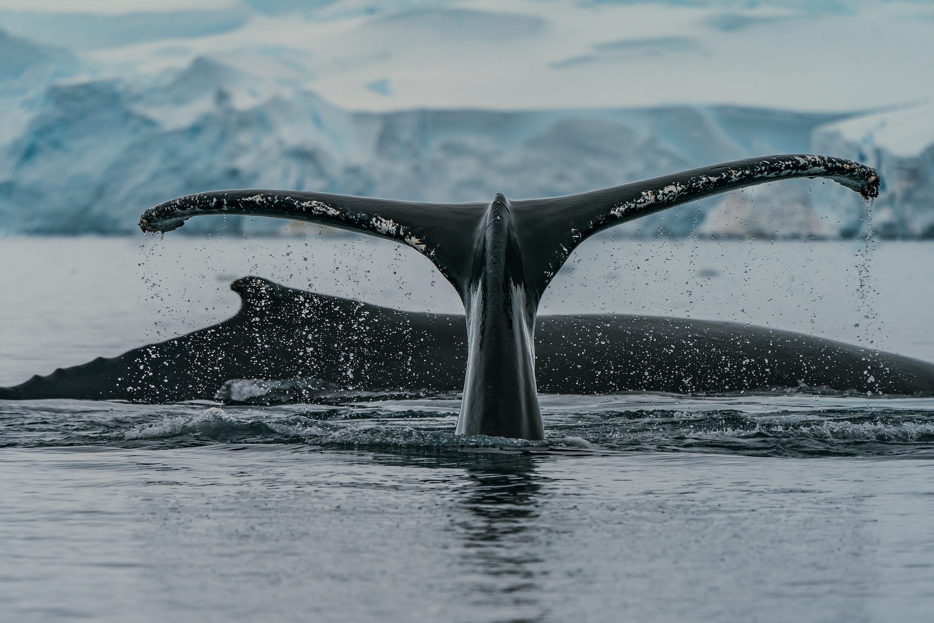 Найти кита и определить доходность: какие задачи ждут участников хакатона по ИИ в Ставрополе