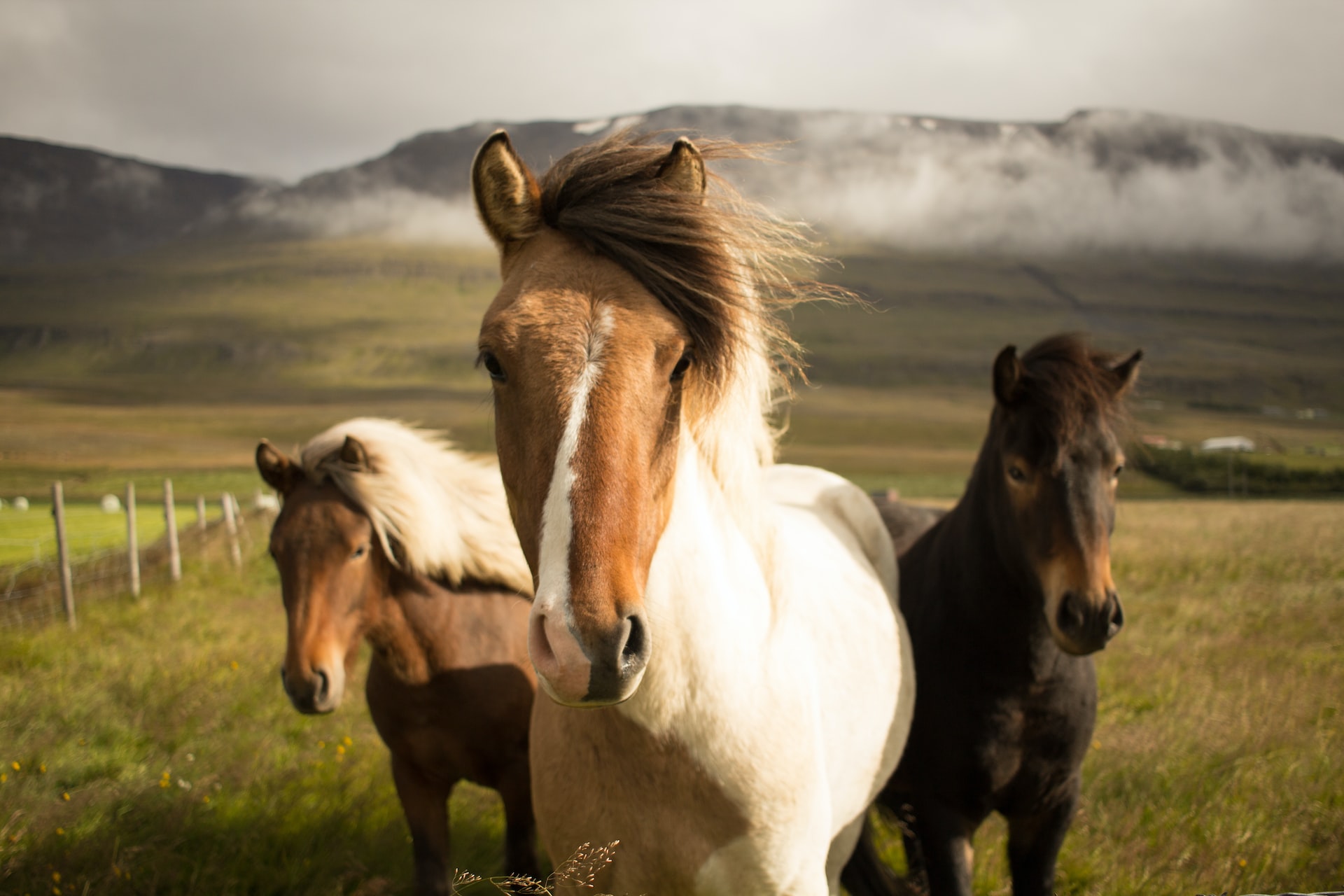 Новосибирская система компьютерного зрения следит за здоровьем лошадей