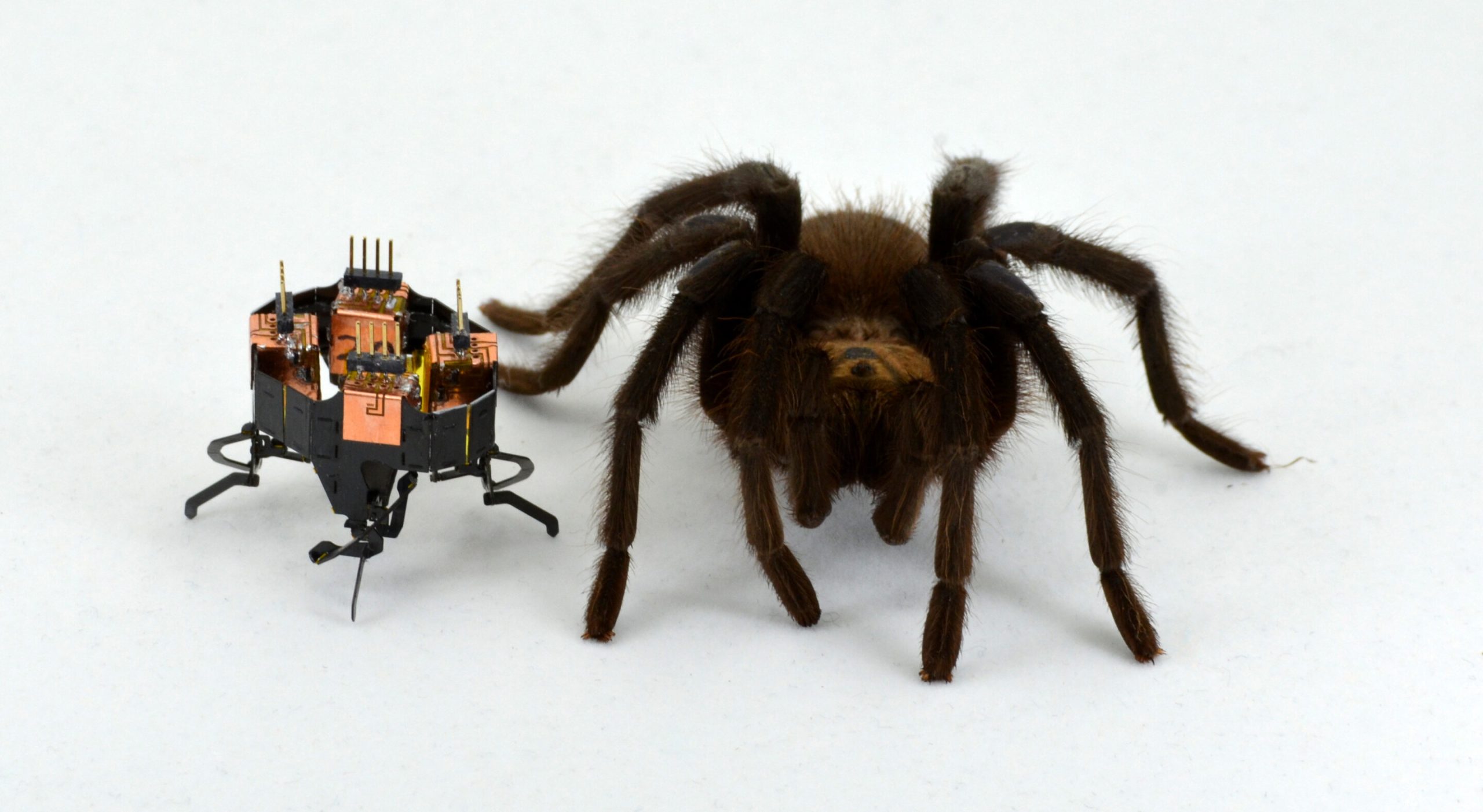 Робот-паук mCLARI может протискиваться через узкие щели