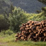 В Швеции протестирован первый в мире робот для лесозаготовки