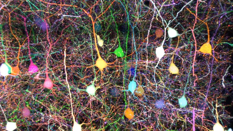 Ученые применили ИИ для составления карты нейронов головного мозга
